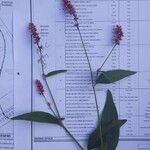 Polygonum persicaria برگ