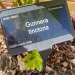 Gunnera tinctoria ശീലം