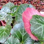 Begonia foliosa برگ