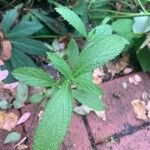 Verbena brasiliensis Blatt