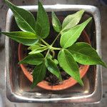 Cleome dodecandra Leaf