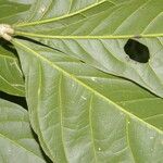 Angostura granulosa Hoja
