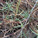 Dianthus graniticus Fuelha