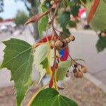 Tilia mongolica Leaf