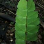 Abarema jupunba Leaf