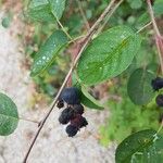 Amelanchier ovalis Fruit