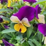 Viola tricolor ফুল