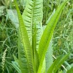 Dipsacus fullonum Leaf