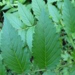 Rubus fraxinifolius Hoja