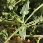 Atriplex longipes Leaf