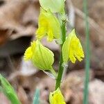 Polygala flavescens फूल