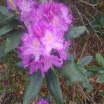 Rhododendron ponticumBlomst