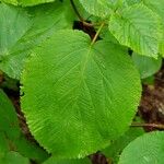 Viburnum lantanoides Leaf