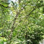 Cotoneaster hebephyllus Buveinė