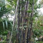 Bambusa chungii Liść