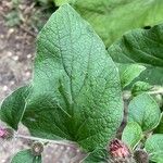 Arctium minus Blad