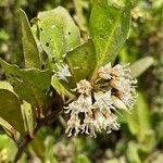 Aegiceras corniculatum Flower