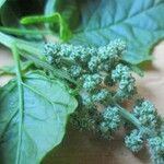Chenopodiastrum hybridum 花
