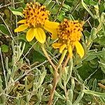 Bahiopsis microphylla Çiçek
