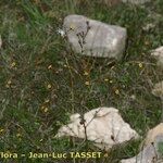 Pulicaria sicula Hábito