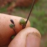 Schwenckia americana Fruit