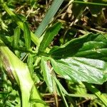 Barbarea vulgaris Leaf