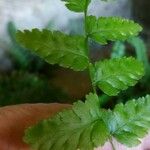 Dryopteris cristata Yaprak