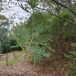 Acacia berlandieri Hoja