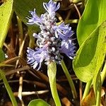 Pontederia cordata Fula
