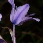 Hyacinthoides x massartiana