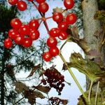 Viburnum opulus Vrucht