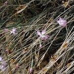 Dianthus austroiranicus Elinympäristö