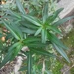 Penstemon barbatus Blad