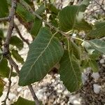 Quercus brantii Yaprak