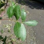 Schinus terebinthifolius Leaf