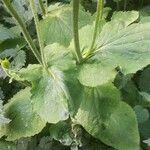 Doronicum plantagineum ഇല