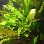 Cryptocoryne wendtii Yaprak