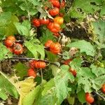 Solanum aethiopicum Leaf