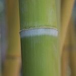 Phyllostachys sulphurea Corteza