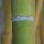 Phyllostachys sulphurea Rhisgl