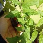 Solanum pimpinellifoliumLehti