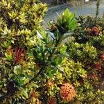 Ixora coccinea برگ