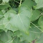Sechium edule Φύλλο