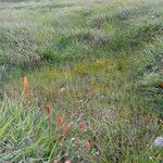 Rhynchospora fusca Autre