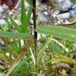 Calamagrostis arundinacea Övriga