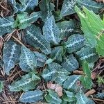 Goodyera oblongifolia Leaf