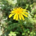 Crepis pyrenaica പുഷ്പം