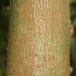 Annona foetida Corteza