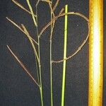 Paspalum virgatum Іншае