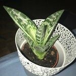 Aloe variegata Φύλλο